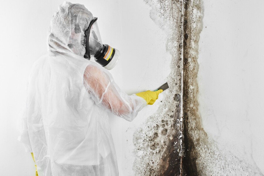 How Much Are Mold Removal Cost